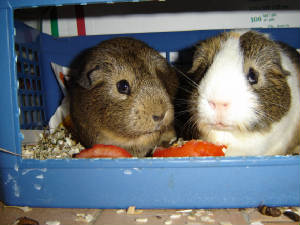 dsc00594.jpg