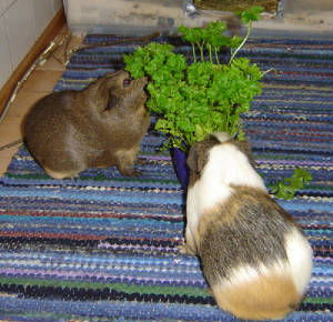 parsley_marsut.jpg