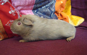 pikku.jpg