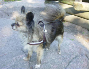 tilli.jpg